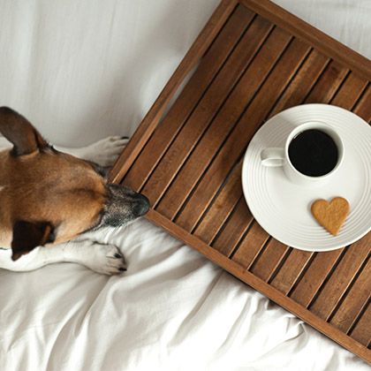 Dog with heart shaped cookie